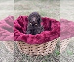 Small Photo #1 Double Doodle Puppy For Sale in LEXINGTON, NC, USA