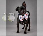 Aksel - Male Chug Dog for Adoption - Small photo
