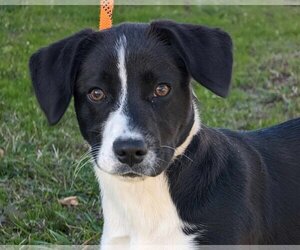 Border Collie-Unknown Mix Dogs for adoption in Anniston, AL, USA