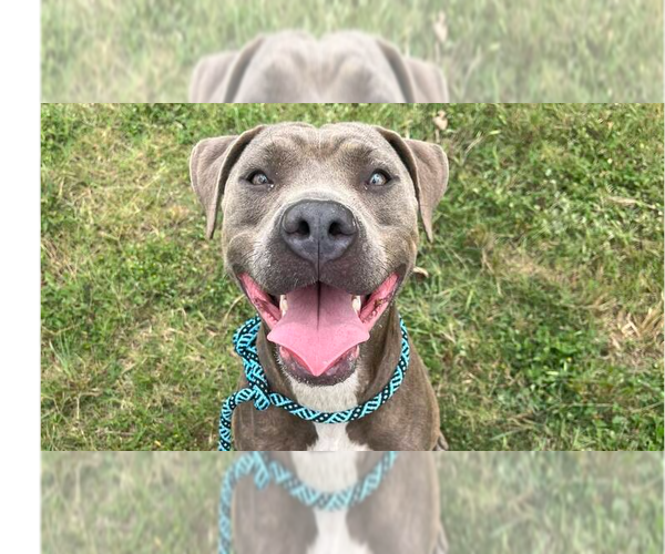 Medium Photo #5 Mutt Puppy For Sale in Abbeville, LA, USA