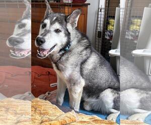 Siberian Husky-Unknown Mix Dogs for adoption in Plover, WI, USA