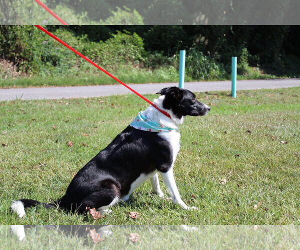 Medium Photo #4 Border Collie Puppy For Sale in Prattville, AL, USA