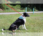 Small #3 Border Collie