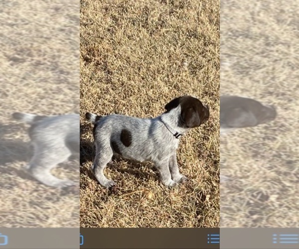 Medium Photo #6 German Wirehaired Pointer Puppy For Sale in PARSONS, KS, USA