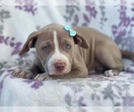 Small Photo #9 American Bully Puppy For Sale in LAKELAND, FL, USA