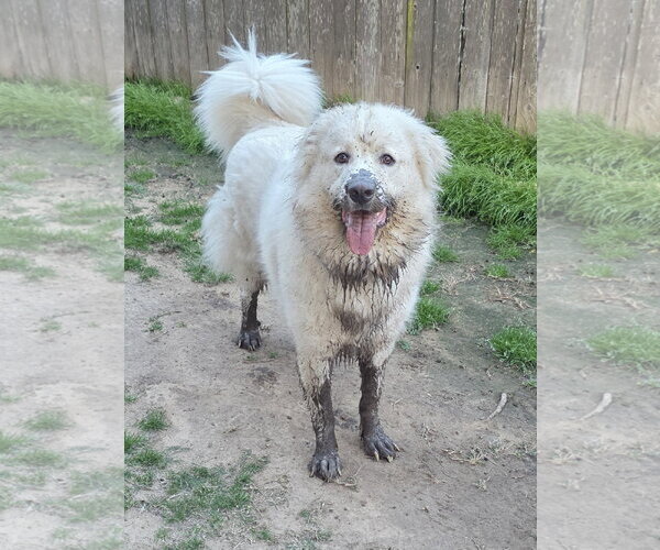 Medium Photo #5 Chow Chow-Great Pyrenees Mix Puppy For Sale in Houston, TX, USA