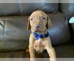 Small Photo #4 Vizsla Puppy For Sale in NEW YORK MILLS, MN, USA