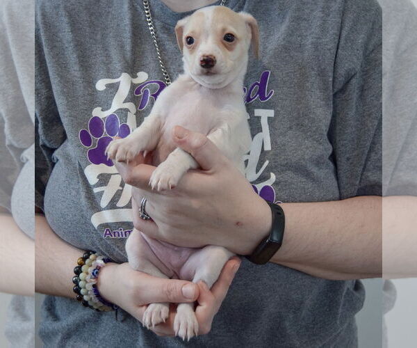 Medium Photo #3 Chiweenie Puppy For Sale in Huntley, IL, USA