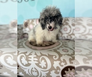 Poodle (Toy) Puppy for sale in RIPLEY, MS, USA