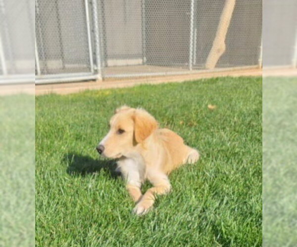 Medium Photo #3 Border Collie-Retriever  Mix Puppy For Sale in Grafton, WI, USA
