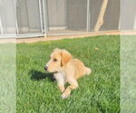 Small #2 Border Collie-Retriever  Mix