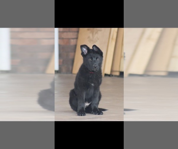 Medium Photo #1 German Shepherd Dog Puppy For Sale in DECATUR, IN, USA