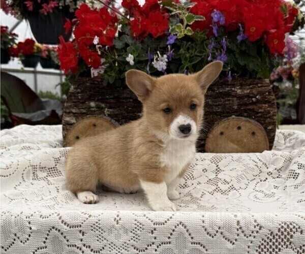 Medium Photo #5 Pembroke Welsh Corgi Puppy For Sale in OWEN, WI, USA