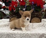 Small #4 Pembroke Welsh Corgi