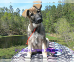 Small Photo #1 German Shepherd Dog Puppy For Sale in PIEDMONT, MO, USA