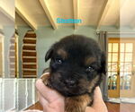 Small #2 Dachshund Mix