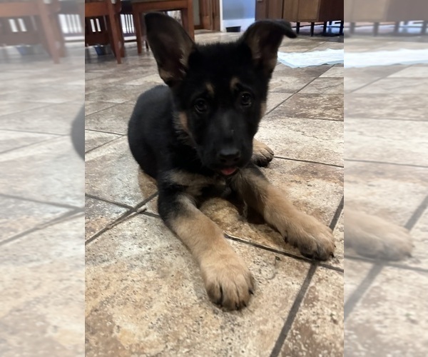 Medium Photo #8 German Shepherd Dog Puppy For Sale in PERKINSVILLE, VT, USA