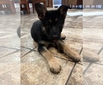 Small #7 German Shepherd Dog