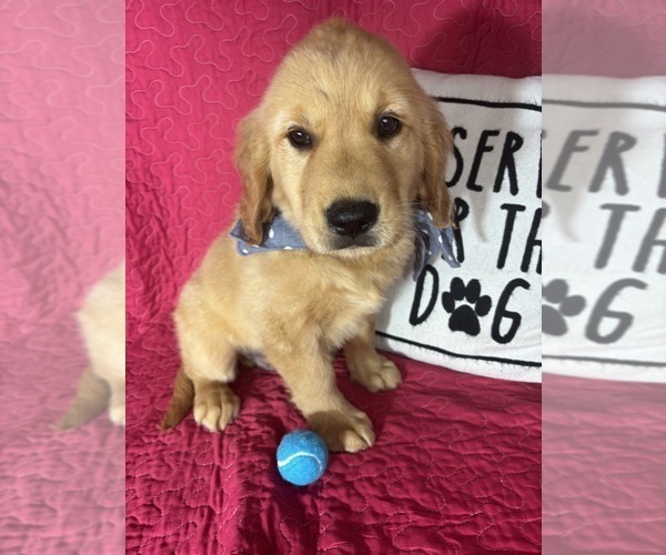 Medium Photo #4 Golden Retriever Puppy For Sale in GREENFIELD, IN, USA