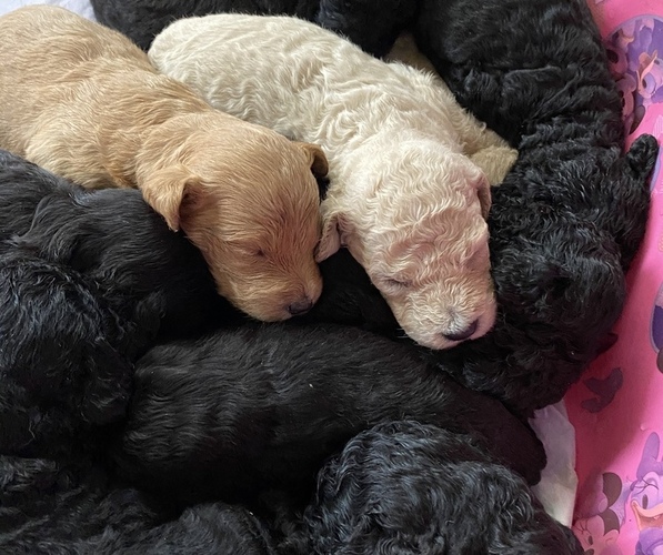 Medium Photo #1 Goldendoodle Puppy For Sale in MANNFORD, OK, USA