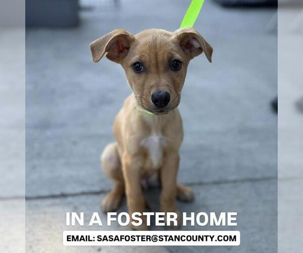 Medium Photo #1 Staffordshire Bull Terrier-Unknown Mix Puppy For Sale in Modesto, CA, USA