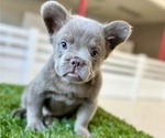 Small Photo #2 French Bulldog Puppy For Sale in SAN MATEO, CA, USA