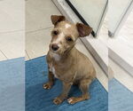 Small #6 Poodle (Miniature) Mix