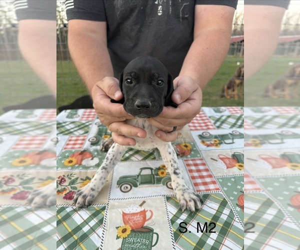 Medium Photo #5 German Shorthaired Pointer Puppy For Sale in ARGONNE, WI, USA