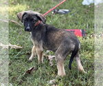 Small Photo #4 Mutt Puppy For Sale in Yardley, PA, USA