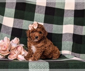 Poodle (Toy) Puppy for sale in QUARRYVILLE, PA, USA