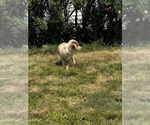 Small #3 Australian Shepherd