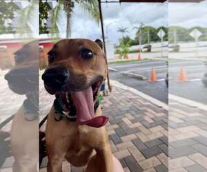 Labrador Retriever-Unknown Mix Dogs for adoption in Pompano Beach , FL, USA