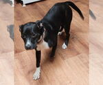 Small #1 Labrador Retriever Mix