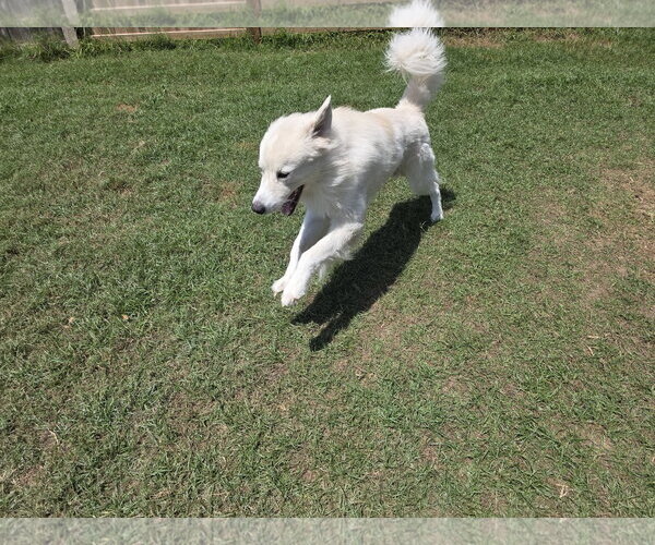 Medium Photo #27 Chow Chow-Great Pyrenees Mix Puppy For Sale in Houston, TX, USA