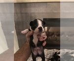 Small Photo #8 Boston Terrier Puppy For Sale in BROOMFIELD, CO, USA