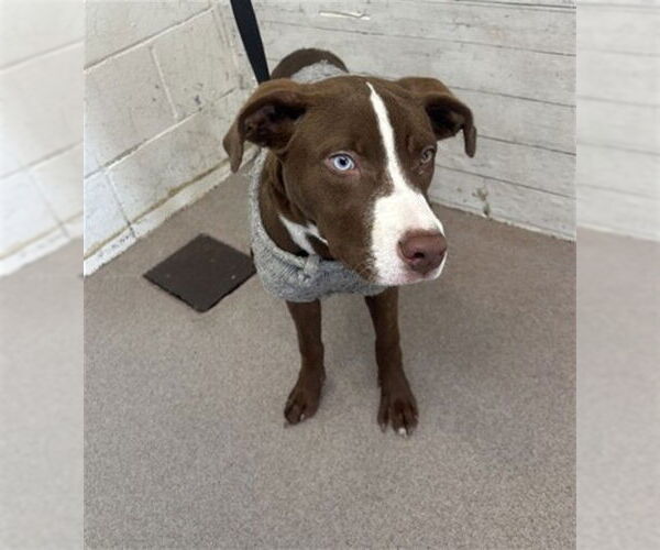 Medium Photo #1 Siberian Husky-Unknown Mix Puppy For Sale in San Bernardino, CA, USA