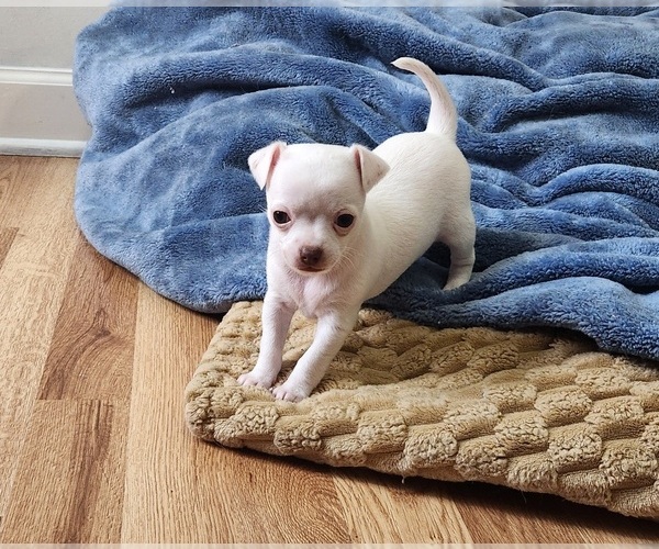 Medium Photo #1 Chihuahua Puppy For Sale in RUSTBURG, VA, USA