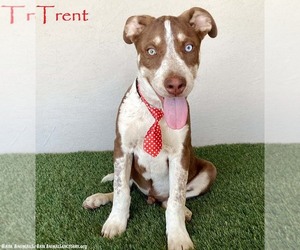 Huskies -Unknown Mix Dogs for adoption in San Diego, CA, USA
