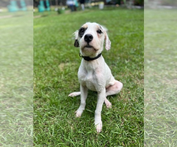 Medium Photo #1 Mutt Puppy For Sale in Mount Pleasant, SC, USA