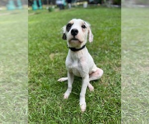 Ricky Bobby - Male Mutt Dog for Adoption