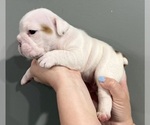 Small Photo #25 English Bulldog Puppy For Sale in EVEREST, KS, USA