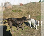 Small #16 Rat Terrier-Shiba Inu Mix