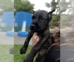 Puppy Teal Cane Corso