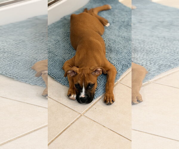 Medium Photo #6 Boxer-Unknown Mix Puppy For Sale in  Katy, TX, USA