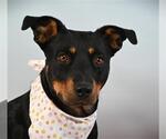 Small #1 Rottweiler Mix