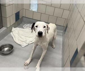 American Staffordshire Terrier-Pointer Mix Dogs for adoption in Grand Prairie, TX, USA