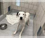 Small American Staffordshire Terrier-Pointer Mix