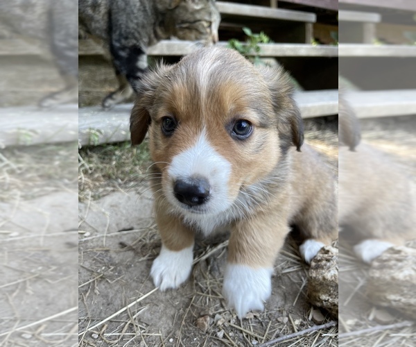 Medium Photo #6 Aussie-Corgi Puppy For Sale in MYRTLE CREEK, OR, USA