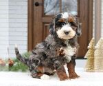 Small #2 Bernedoodle (Miniature)