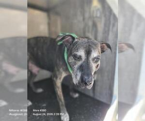 American Staffordshire Terrier-Unknown Mix Dogs for adoption in San Antonio, TX, USA